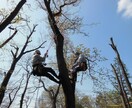 植木管理・剪定・病害虫駆除 造園関係ご相談受けます 会社設立50年の経験を活かしてアドバイスさせて頂きます! イメージ3