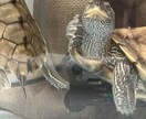 愛玩動物飼養管理士資格保持者が相談乗ります 飼いたいけど飼い方がわからないなどの相談に乗ります イメージ3