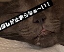 動画編集　日・西翻訳・丁寧  に対応します 緻密なコミュニケーションでお客様をサポート。 イメージ3
