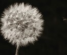 アゲ鑑定なし✴︎全て見通し願望成就へと導きます 恋愛/仕事/金運/人生/不安な今から希望の未来へと導きます イメージ4