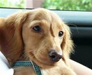 ペットロス。あなたの心を癒します 愛犬を8回亡くした私が貴方のペットロスの気持ちに寄り添います イメージ6