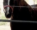 血統を極めて複勝転がしだけで帯った方法教えます 毎週数頭いる穴人気馬の情報です。 イメージ1
