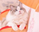 うちの子が1番✨あなたの愛猫の自慢話をお聞きします 誰より猫に癒されたい僕が、とことん猫トークにお付き合いします イメージ6