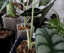 観葉植物の育て方・管理のご相談をお受けいたします 観葉植物をお家で200鉢以上管理中！あなたに合った方法ご提案 イメージ1