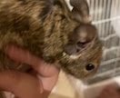 可愛い動物たちの動画素材提供します 写真でも動画でも！色々な動物の素材提供します！ イメージ6