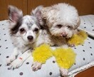 トリマーが犬についての相談雑談お聞きします 初めてのトリミング〜シニア犬のトリミング、サロンの選び方など イメージ1