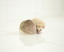 １日お試し！チャットであなたに寄り添います 少し試してみたい！短期で利用されたい方におすすめ♪ イメージ5