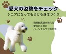 10歳以上のシニアのわんちゃんの姿勢チェックします 愛犬の姿勢をみて正しくケア、寝たきり介護にならない身体づくり イメージ1