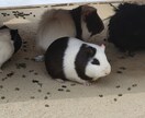 自然の風景と、たまに動物が紛れます 自然の癒し、掛け替えのない風景大地の雄大感。出会う動物たち イメージ6