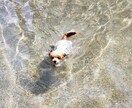 楽しくワンコにしつけと技を教えられます お座りから吠えろまでモデル犬に必要なスキル習得が出来ます イメージ3