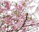 あなたの代わりに５つのSNSに投稿いたします 利用者数、約３０億人なので宣伝効果が期待できます イメージ1