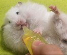 ハムスターの飼育方法のコツをお教えします ハムちゃんの選び方や飼い方、懐かせ方を知りたい方は必見です！ イメージ4
