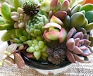 多肉植物のお悩み解決のお手伝いいたします 属種により違う育て方、寄せ植え方をお教えします！ イメージ5