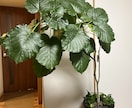 観葉植物の選び方賜ります 職場の環境に最適な観葉植物をインテリア性も合わせてチョイス！ イメージ2