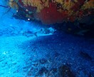 ダイビングで撮った水中写真を提供します 完全オリジナル！魚や珊瑚の水中写真を１枚１００円で！Ｂセット イメージ4
