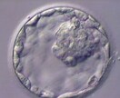 現役胚培養士がご相談にのります 治療について、方針についてお悩みの方向け イメージ1