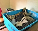 迷子猫情報をYouTube・TikTokに載せます 登録者数1000～1800人アカウントに掲載・拡散します！ イメージ12