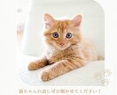 聞かせて❗️愛猫ちゃんのこと☘️アドバイスもします 猫歴10年以上❗️６匹の猫ちゃんと暮らし中✨お悩み相談⭐️ イメージ2