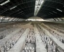 中国旅行の不安・質問、何でも相談に乗ります 中国3年在住　現地の様子、伝えます。 イメージ8