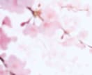 立ち絵　販売しています。1点のみです。ます 桜、桜餅風　女の子　着物　ピンク イメージ5