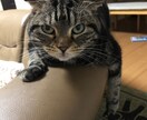 猫を飼いたいと検討してる方相談に乗ります 猫と一緒の生活９年！楽しい毎日送れます！ イメージ1