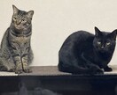 タロットセッション❀心の整理をサポートします 恋愛・仕事・人間関係・家族など/傾聴と対話で心に寄り添う イメージ4