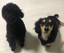 ワンちゃんのお悩み相談受けます ワンちゃんとのスキマ埋めます！ イメージ5