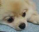 わんちゃん飼えない方ポメラニアンがあなたを癒します 疲れた心をわんちゃん（ポメラニアン）の何気ない行動で癒します イメージ1