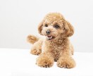 ペットのお話聞きます 皆さまのペット自慢聞かせてください♪ イメージ3