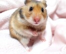 ハムスターの飼い方、何でも相談受けます ハムスターの飼い方の全てをぶつけて下さい！ イメージ3