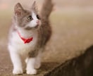 この子を家族に迎えて大丈夫？☘ご縁と時期を占います 犬猫ほかペット全般｜女性専用・最短5分から承ります イメージ6