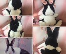 ペットのぬいぐるみ作ります 大切なペットのぬいぐるみをお作りします！ イメージ2