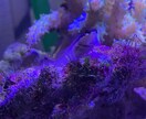 熱帯魚や海水魚 水草水槽の作成維持等教えます 美しい水草水槽や飼育全般に関して イメージ4