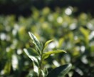 日本茶の提供・オペレーション・インスタ運用できます お茶の子さいさい　茶人として培ってきたことでのサポート イメージ3