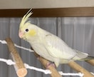 オカメインコの育て方についての相談にのります ヒナの育て方、繁殖のやり方、体重が増えない等の相談各種 イメージ1