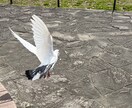 何か言葉にしませんか？必ず返信します あなたの心の声、言葉に宿る色が、必ず明るい色になります。 イメージ2