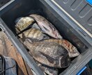 磯・筏釣りの悩みを聞きながら釣りを一緒に組立てます 釣れない原因を整理して釣り方を一緒に考えます イメージ1