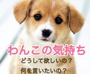 あなたの大切な「わんこ」の気持ちを鑑定いたします 本当はどう思っている？うちの「わんこ」の本音はコレ！！ イメージ1