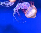 綺麗なお魚の写真を買うことができます 水族館の熱帯魚やクラゲ、金魚などです。 イメージ7
