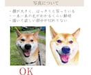 ガーベラペット似顔絵｜額縁可｜お急ぎ可でございます 猫・犬・うさぎ等リアルで華やかなペットイラスト｜ラッピング可 イメージ10