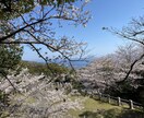 あなたの隠れた才能・性格を、誕生花・数秘で占います しんどい、イライラする、もう嫌！！何でも聴くからお寄り下さい イメージ2