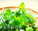 よもぎの効果、です。web他用になります web他、様々な用途で可能かと思います。 イメージ1