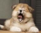 ペットがあなたを選んだ理由と、今の本音を占います 言葉を超えて…あの子の性格、本音、愛をそっと届けます。 イメージ5