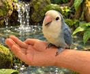 商用利用OK！コザクラインコの写真を届けます 愛くるしいコザクラインコの写真素材15枚セット届けます！ イメージ1