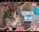 ペット占い♪ご家族の犬・猫ちゃん♪占わせて頂きます ！亡くなってしまったペットちゃん、、今のお気持ち知りたい‼︎ イメージ9