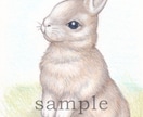ペット、動物のイラストを色鉛筆で描きます リアルな動物画を色鉛筆で描きます イメージ4