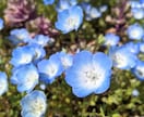商用・商品化に使える花の写真素材を撮影します 色んな花を指定でき、幅広い用途で使えます イメージ1