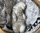 なんか寂しいな…なんとな〜くな時に、お話し聴きます とりとめもないんだけど、誰かと何か話したいな〜そんな時に イメージ5