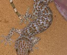 飼い方の載ってない虫や爬虫類の飼い方教えます ネットで探しても無いような虫や爬虫類その他諸々の飼育など！ イメージ3