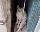 あなたに寄り添います 悩んでいる事自慢したい事褒めてほしい事何でも教えて下さい イメージ1